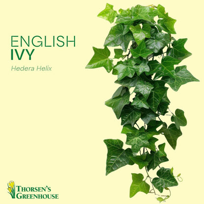 Thorsen's Greenhouse Live Green English Ivy Plant, Hedera Helix, Natural Air Purifier, Easy to