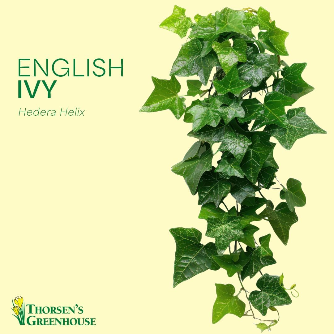 Thorsen's Greenhouse Live Green English Ivy Plant, Hedera Helix, Natural Air Purifier, Easy to