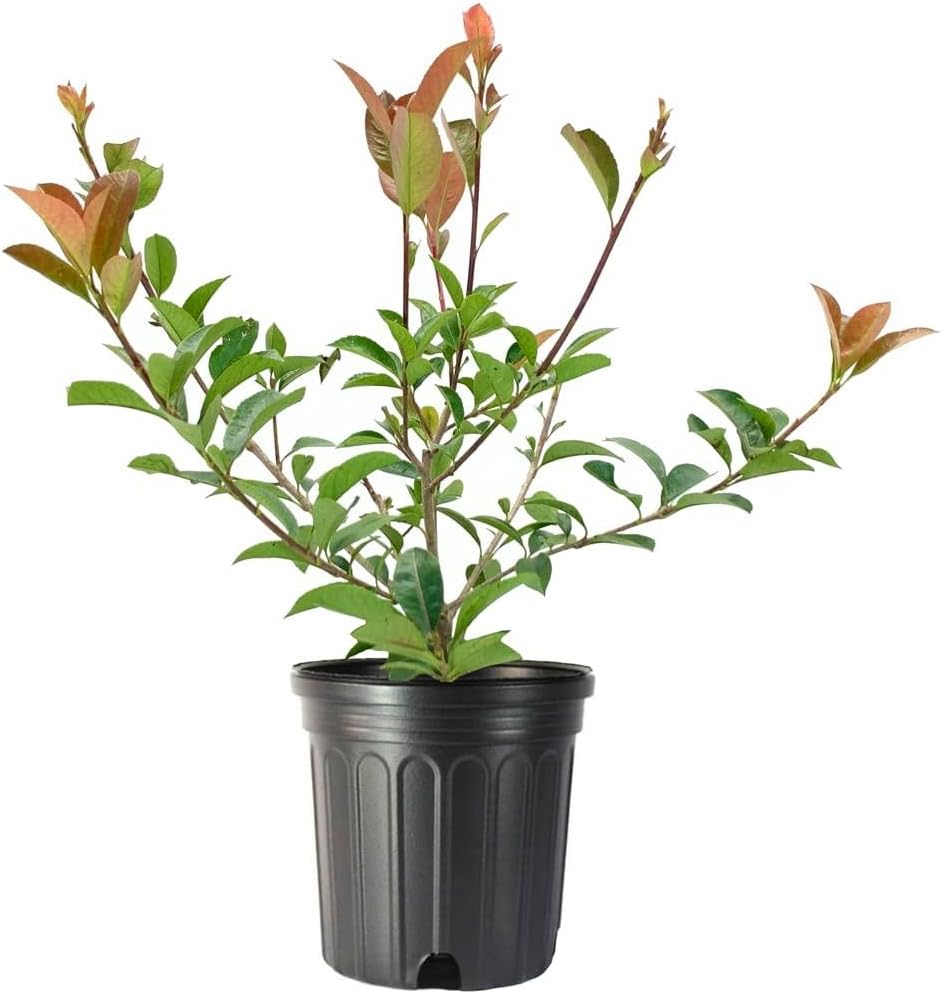 Photinia Red Tip | 2 Large Gallon Size Plants | Photinia x Fraseri | Evergreen Landscape Hedge Shrub