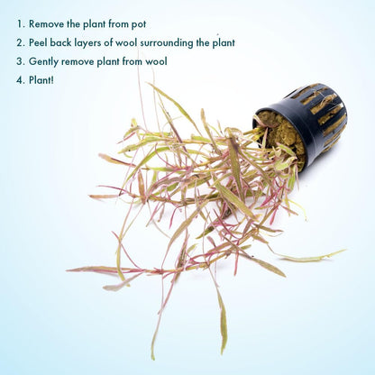 SubstrateSource Live Plants – Chai Hygrophila (Hygrophila lancea 'Chai') – Medium to High Light