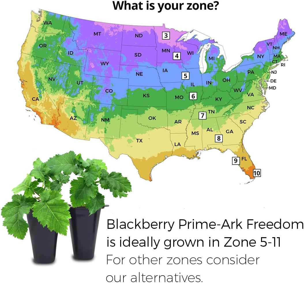 BlackBerry Plant Freedom-Ark (4 Pack) | Live Fruit Plant for Planting | Thornless & High-Yielding