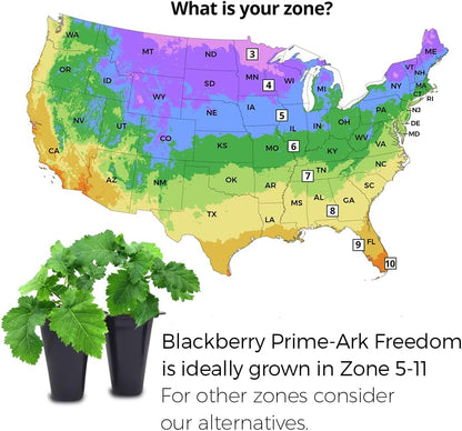 BlackBerry Plant Freedom-Ark (4 Pack) | Live Fruit Plant for Planting | Thornless & High-Yielding