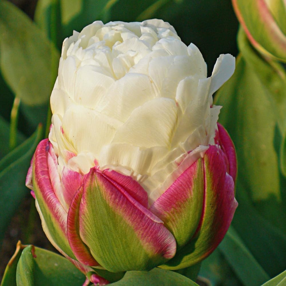 Ice Cream Double Tulip Bulbs – 3 Premium Peony-Style Blooms | White Cream Petals with Pink-Red Base