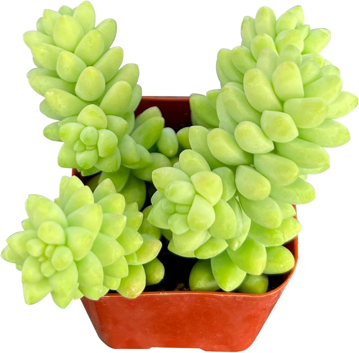Sprout N Green Donkey's Tail, Live Sedum Morganianum-Burro's Tail, Succulent Plant Fully Rooted in