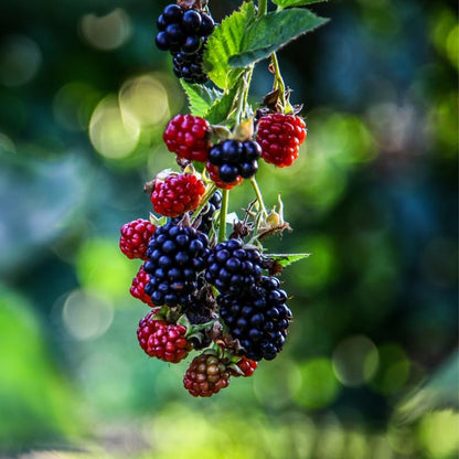 BlackBerry Plants Triple Crown (4 Pack) Live for Sale | Easy to Grow Plants | Edible Fruit Plant