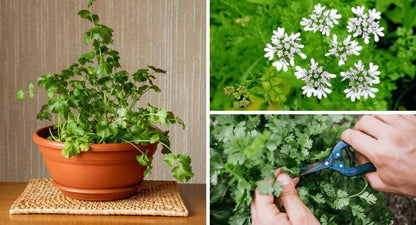 Elevate Your Cilantro Garden with Gardenera's Organic Potting Mix - Tailored for Robust Cilantro