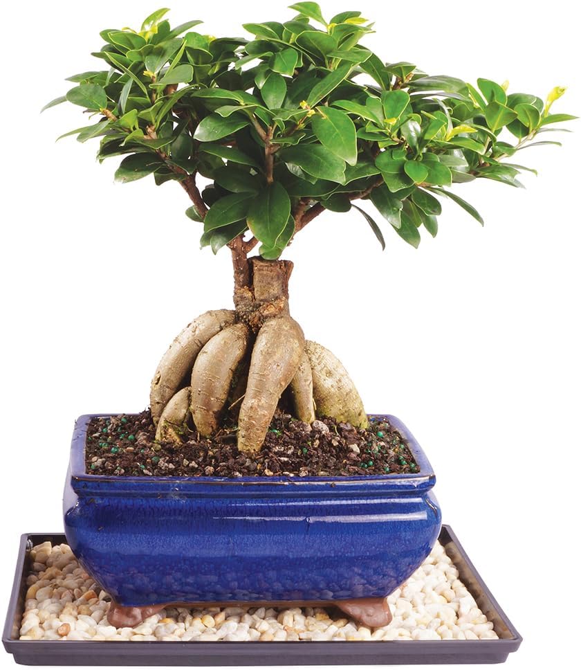 Brussel's Bonsai Live Ginseng Grafted Ficus Indoor Bonsai Tree - Medium, 6 Year, 8 to 12 In - Live