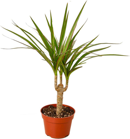 Dracaena Marginata Cane Live Plant for Indoor | Different Houseplants in 4'' & 6'' Pot | Real House