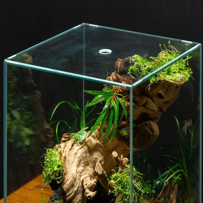 SubstrateSource Live Jungle Plant - Homalomena sp. 'Sub-Hasei' - Moderate Care, Low to Medium