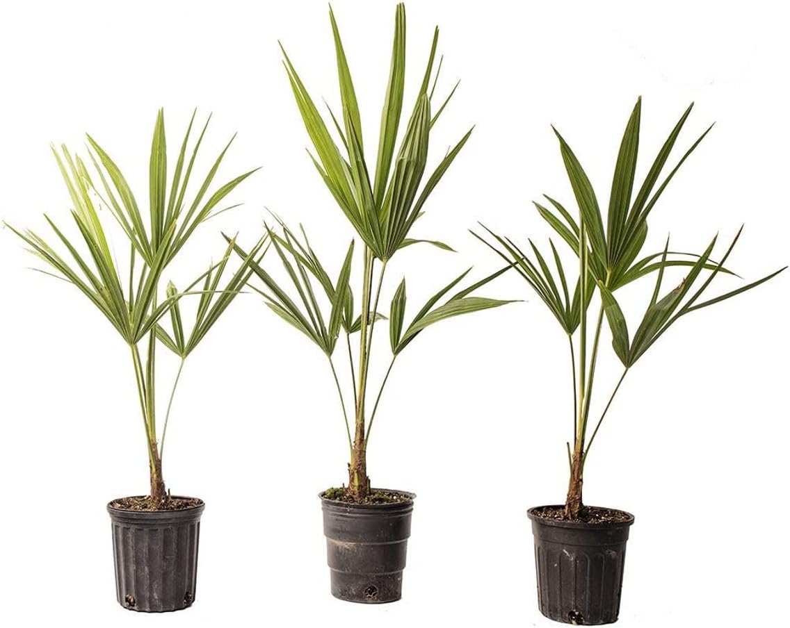 American Plant Exchange Windmill Palm – 4-Inch 3-Pack – Live Easy Care Tropical Outdoor Palm Tree