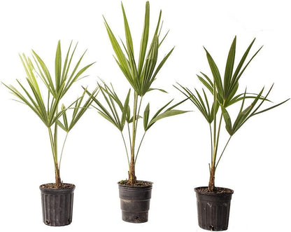 American Plant Exchange Windmill Palm – 4-Inch 3-Pack – Live Easy Care Tropical Outdoor Palm Tree
