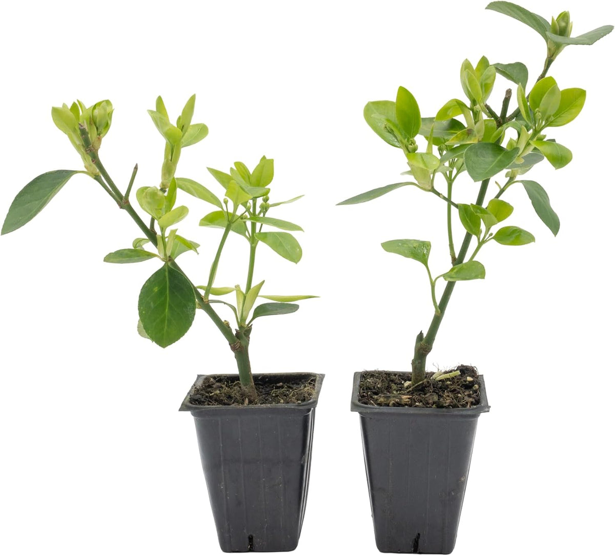2 Live Manhattan Euonymus Plants (Euonymus Kiautschovicus ‘Manhattan’) – Evergreen Shrub for