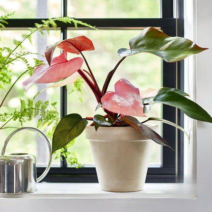 2 Philodendron Live Plant 5-9" Tall, Rare Tropical Indoor Houseplant Home Garden (Mix Rare