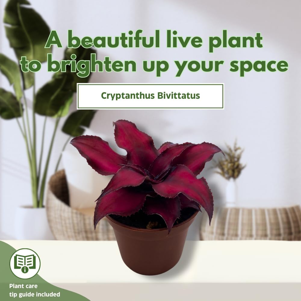 BubbleBlooms Cryptanthus Bivittatus in a 2 inch Pot Earth Star Bromeliad, Tiny Mini Pixie Plant
