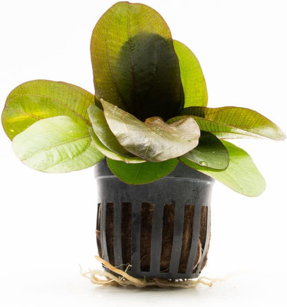 SubstrateSource Echinodorus Reni Sword Live Plant for Freshwater Aquariums, Natural Fish Tank