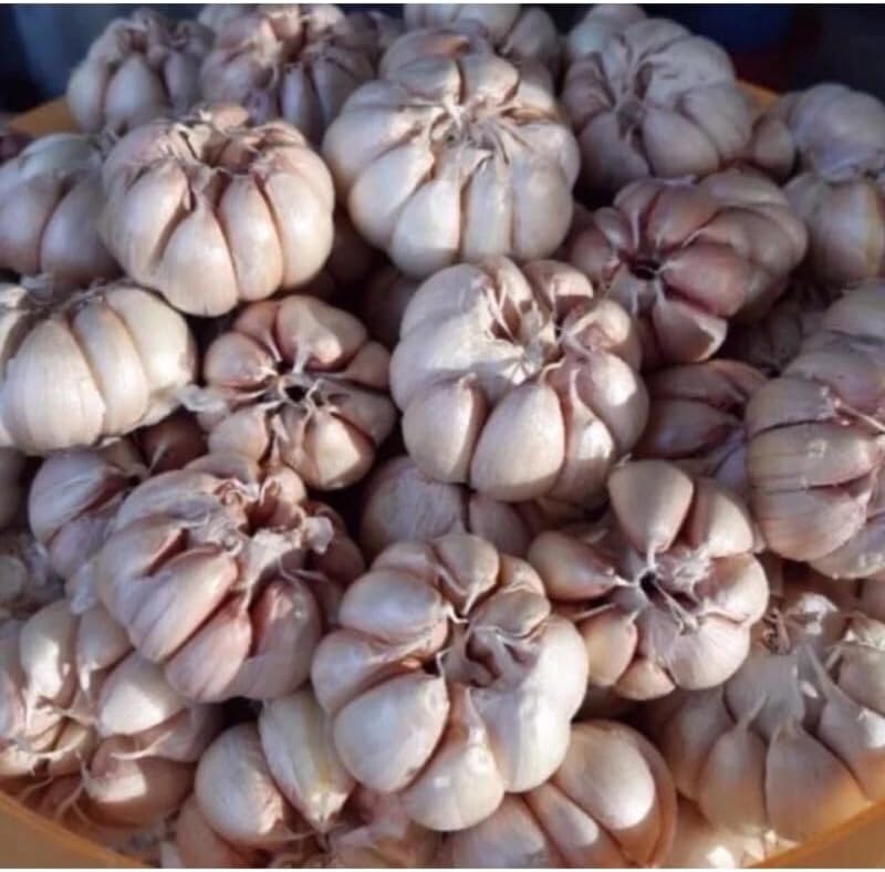 1 Pound Garlic for Planting in Fall Hardneck, 8-10 Large Garlic Bulbs for Planting, Fresh and High
