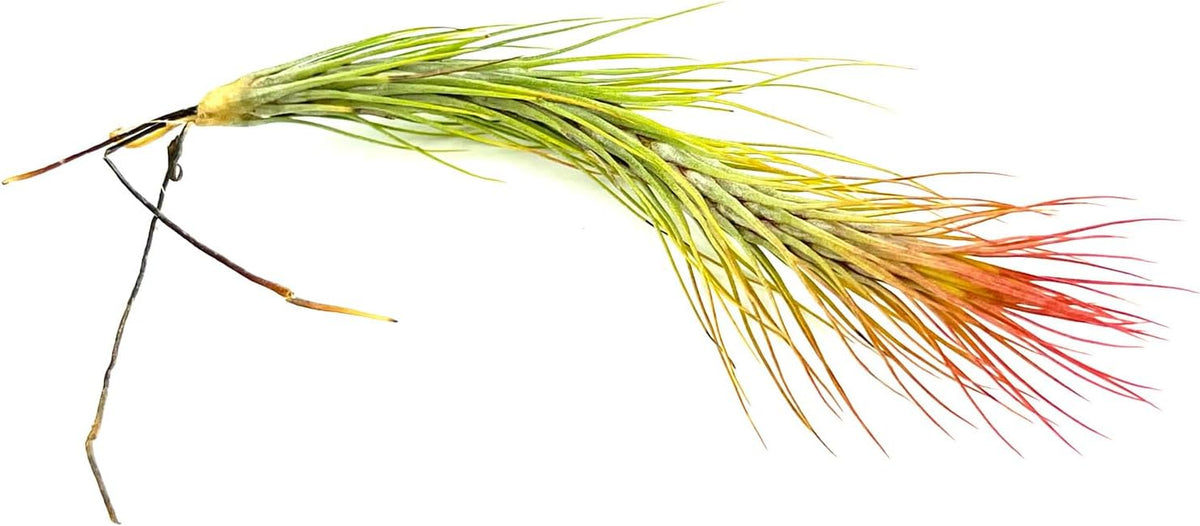 ragnaroc Air Plants - Tillandsia Funckiana Hybrid, Large 5-7" - 3ct - Live Arrival Guaranteed