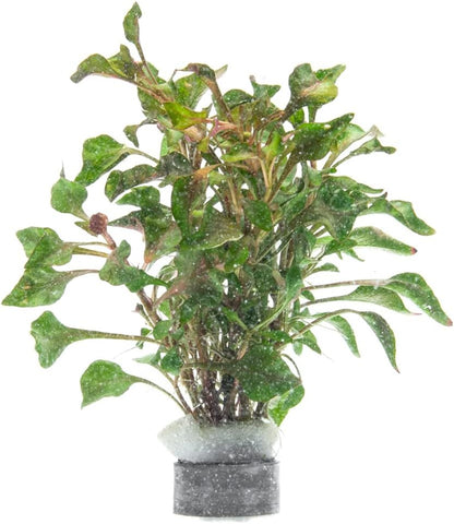 SubstrateSource Alternanthera Bettzickiana - Decorative Live Aquatic Plant for Terrariums and