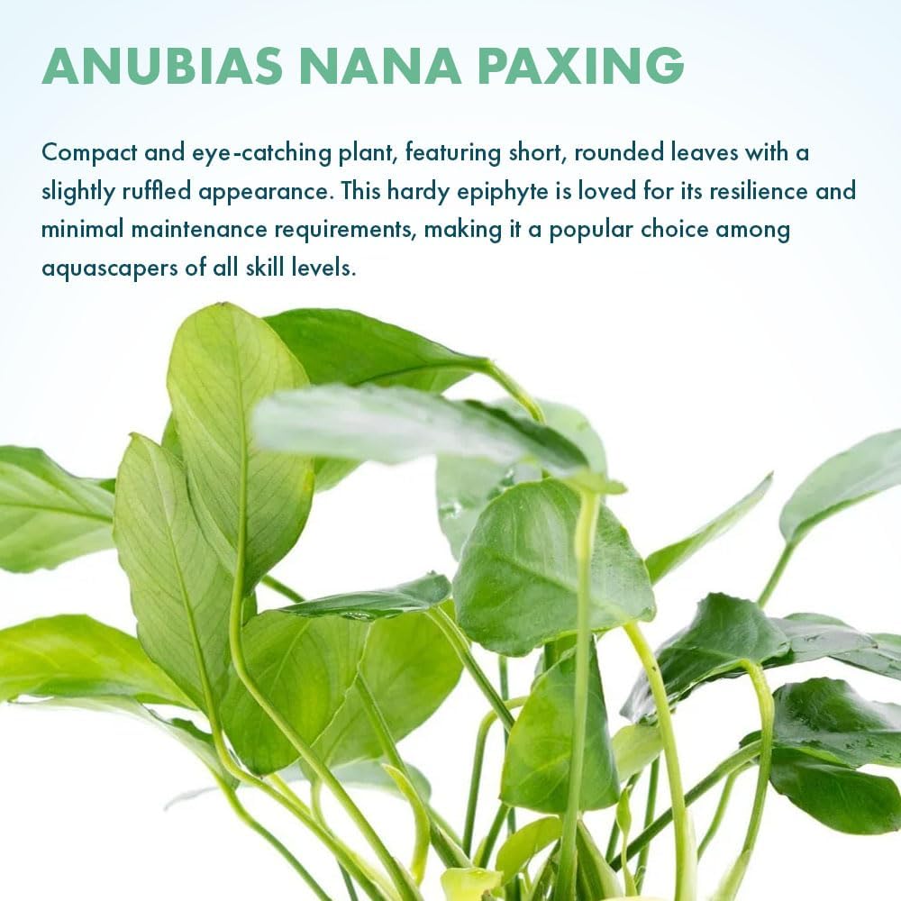 SubstrateSource Live Jungle Plants - Anubias Nana Paxing (Anubias barteri) - Low Light Foreground