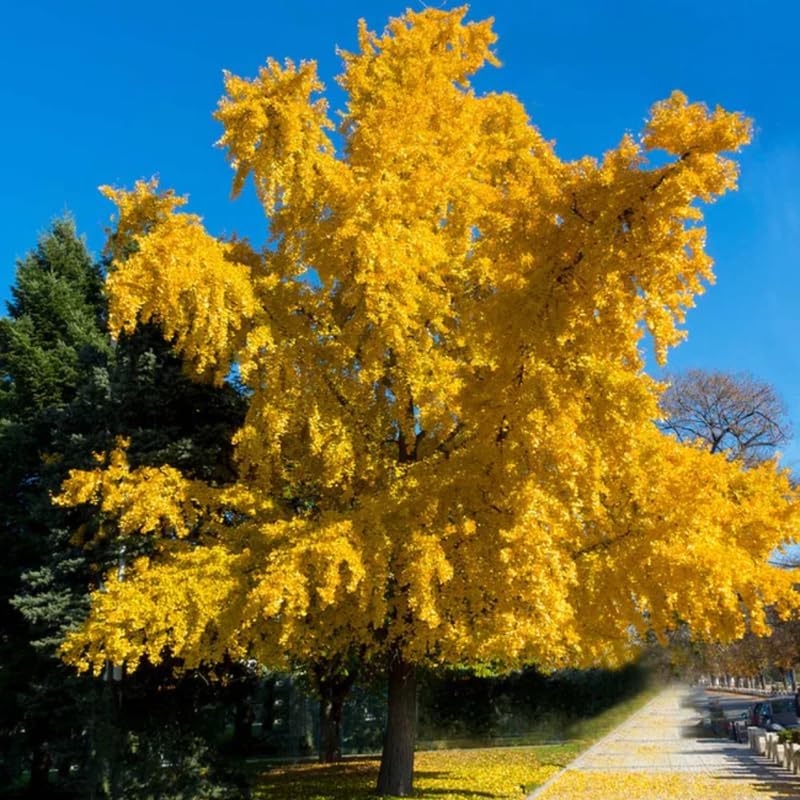 Ginkgo Tree Live Plant in Quart Pot, Well Rooted Ginkgo Tree Plant Live, Ready to Grow, 1-2 Year