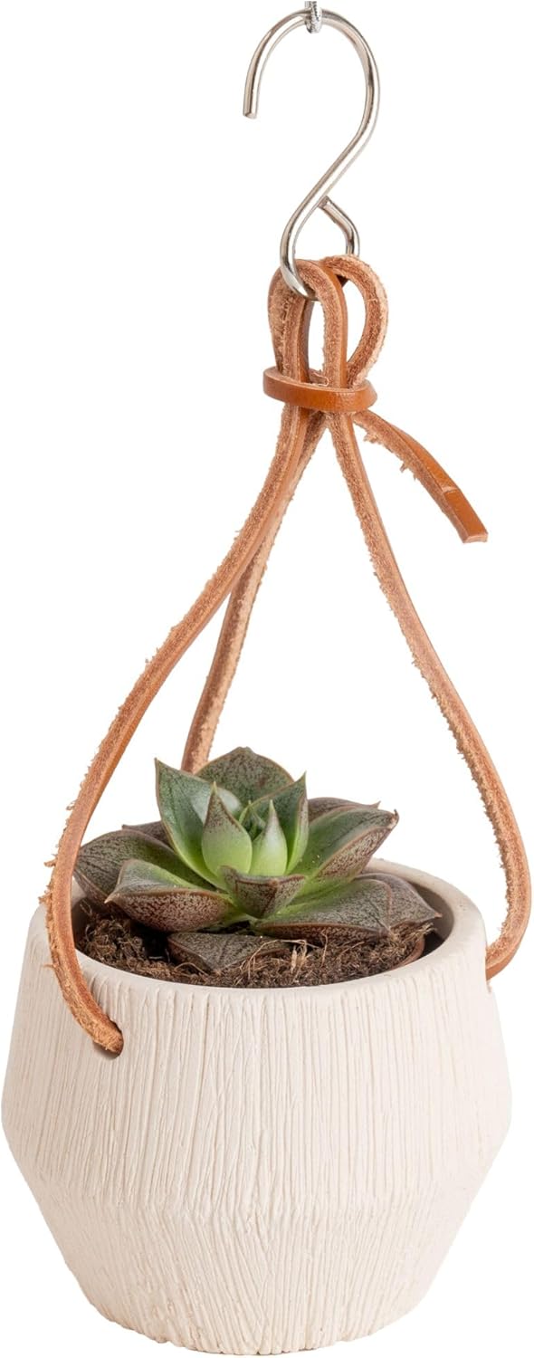 Costa Farms Succulent Plant, Live Indoor Mini Succulent Plant in Hanging Basket Succulents Plant