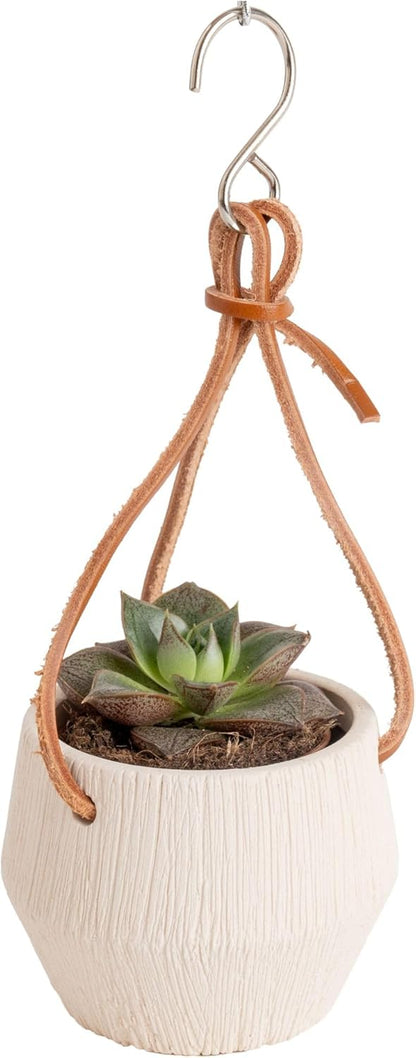 Costa Farms Succulent Plant, Live Indoor Mini Succulent Plant in Hanging Basket Succulents Plant