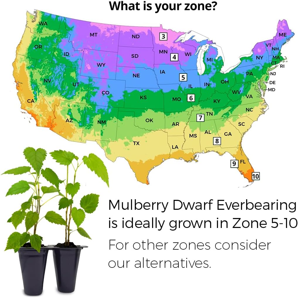 Mulberry Dwarf Everbearing Plant (4 Pack) | Real Live Fruit Plants for Sale| Easy to Grow Live