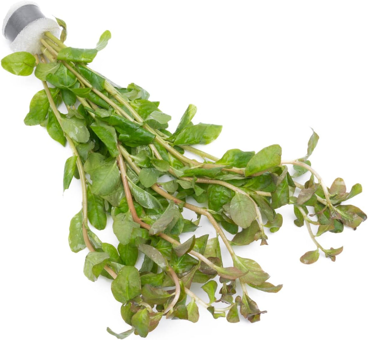 SubstrateSource Live Aquarium Stem Plants - Freshwater Aquatic Plant for Fish Tanks, Aquascaping