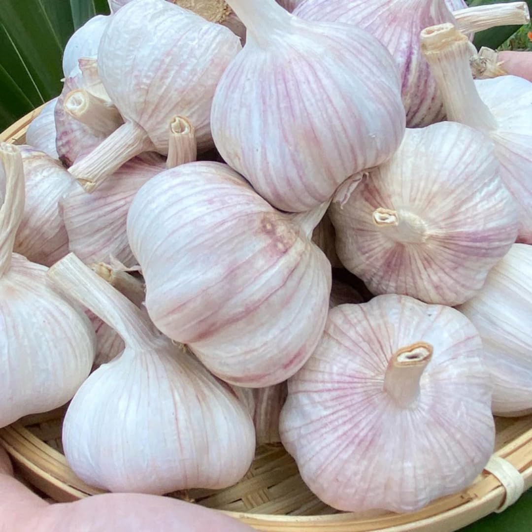1 Pound Hard Neck Garlic for Planting in Fall, Music Garlic Bulb for Planting, Fresh and High