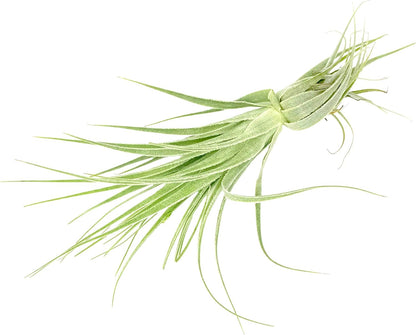Live Air Plant - Tillandsia Gardneri 5-7” - 5ct - ragnaroc Rare Collectors Indoor Tropical Plant