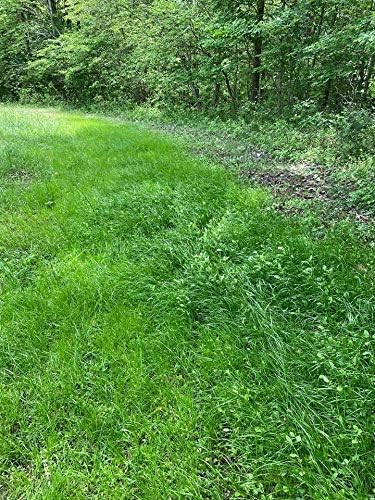Shady Patch | All Year Deer Feeder | No Plow Food Plot Seed for Deer | Deer Food Plot Seed | White