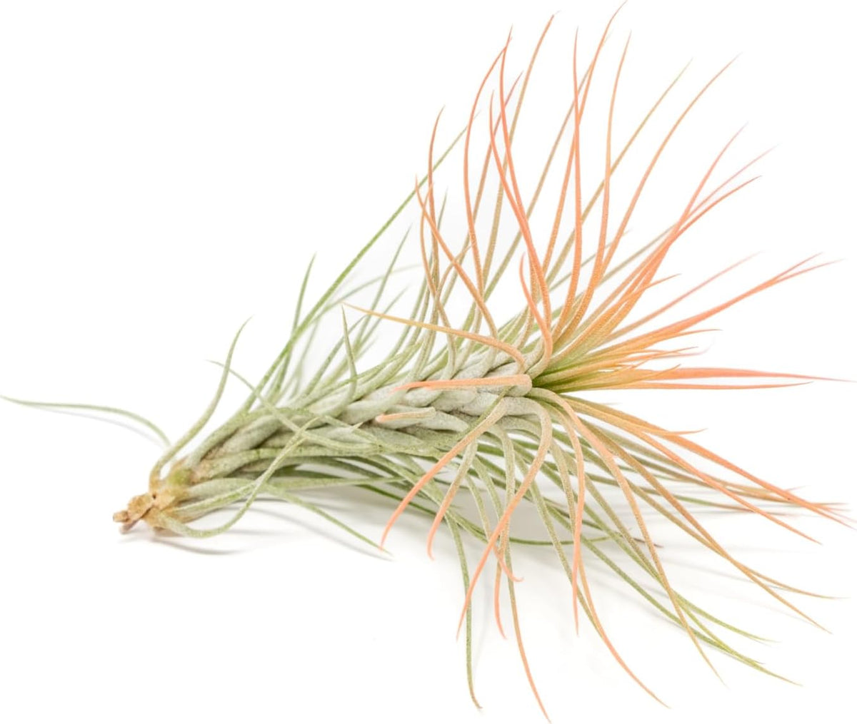 Coral Colorful Tillandsia Air Plants - Long Lasting Color Enhanced Live Tillandsia Succulent House