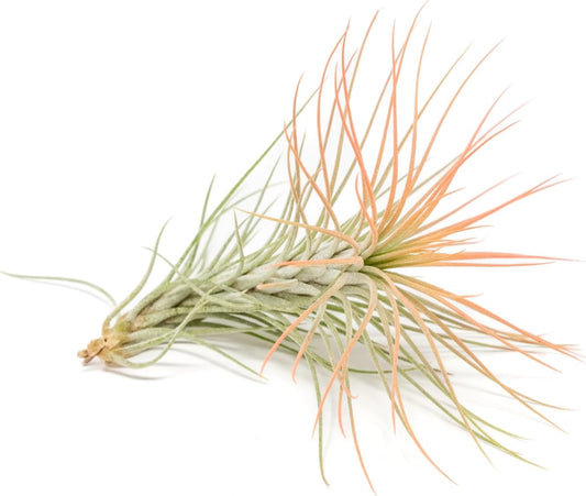 Coral Colorful Tillandsia Air Plants - Long Lasting Color Enhanced Live Tillandsia Succulent House