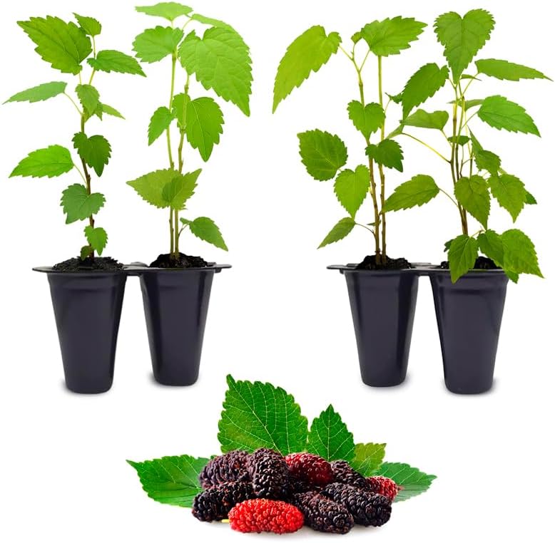 Mulberry Dwarf Everbearing Plant (4 Pack) | Real Live Fruit Plants for Sale| Easy to Grow Live