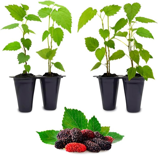 Mulberry Dwarf Everbearing Plant (4 Pack) | Real Live Fruit Plants for Sale| Easy to Grow Live