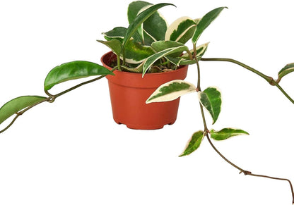 Hoya Carnosa 'Tricolor' Live Plant for Indoor | Different Houseplants in 3'' Pot | Real House Plant