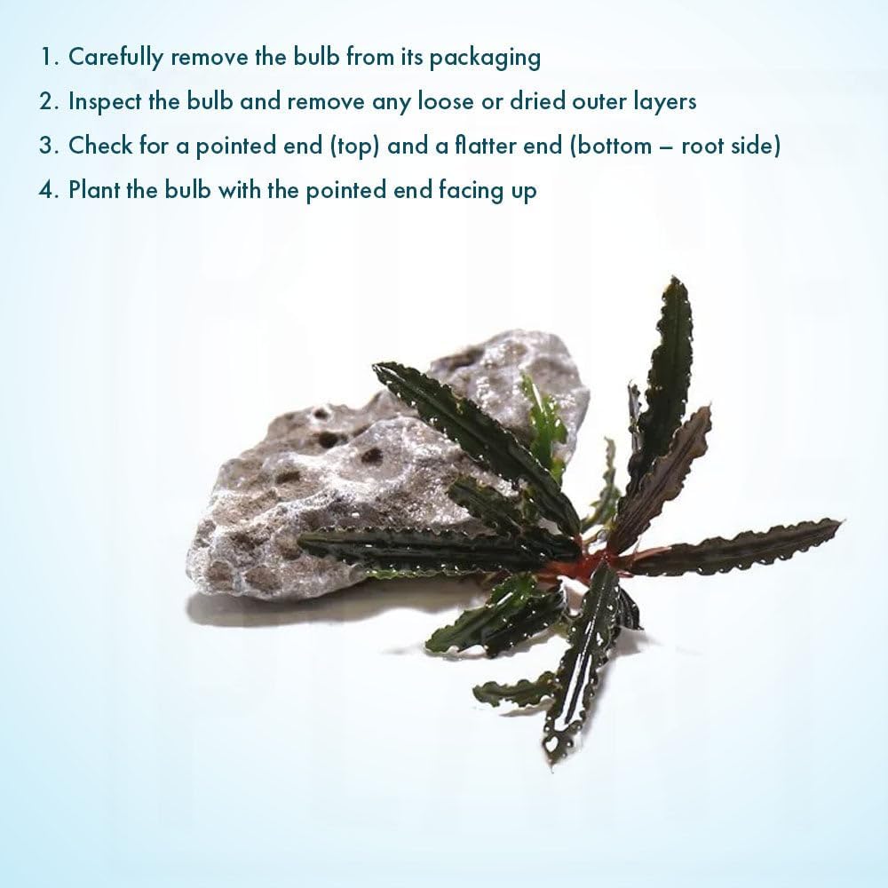 SubstrateSource Live Plants – Bucephalandra Belindae (Bucephalandra belindae) – Low to Medium