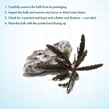 SubstrateSource Live Plants – Bucephalandra Belindae (Bucephalandra belindae) – Low to Medium
