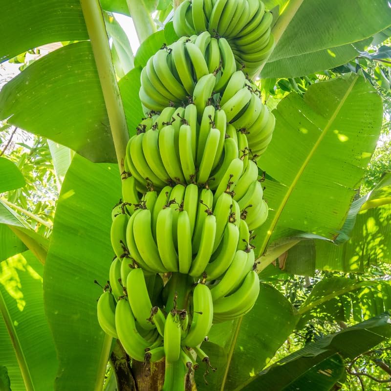 Dwarf Cavendish Banana Plant in 3 Gallon, 2-3 Ft Tall Banana Trees Live Plants for Outdoors Garden