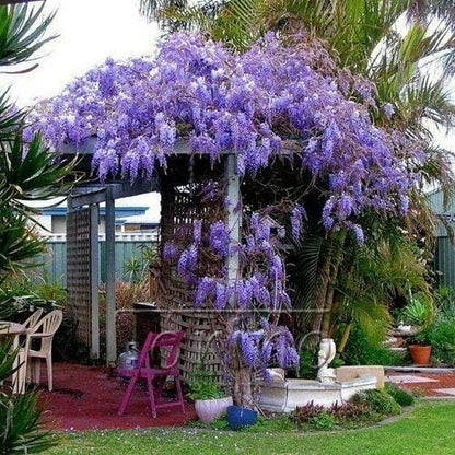 2 Blue Flowering Chinese Wisteria Vines - 6-12" Tall Live Plants - Wisteria Seedlings - Wisteria