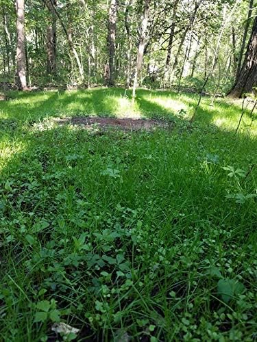Shady Patch | All Year Deer Feeder | No Plow Food Plot Seed for Deer | Deer Food Plot Seed | White