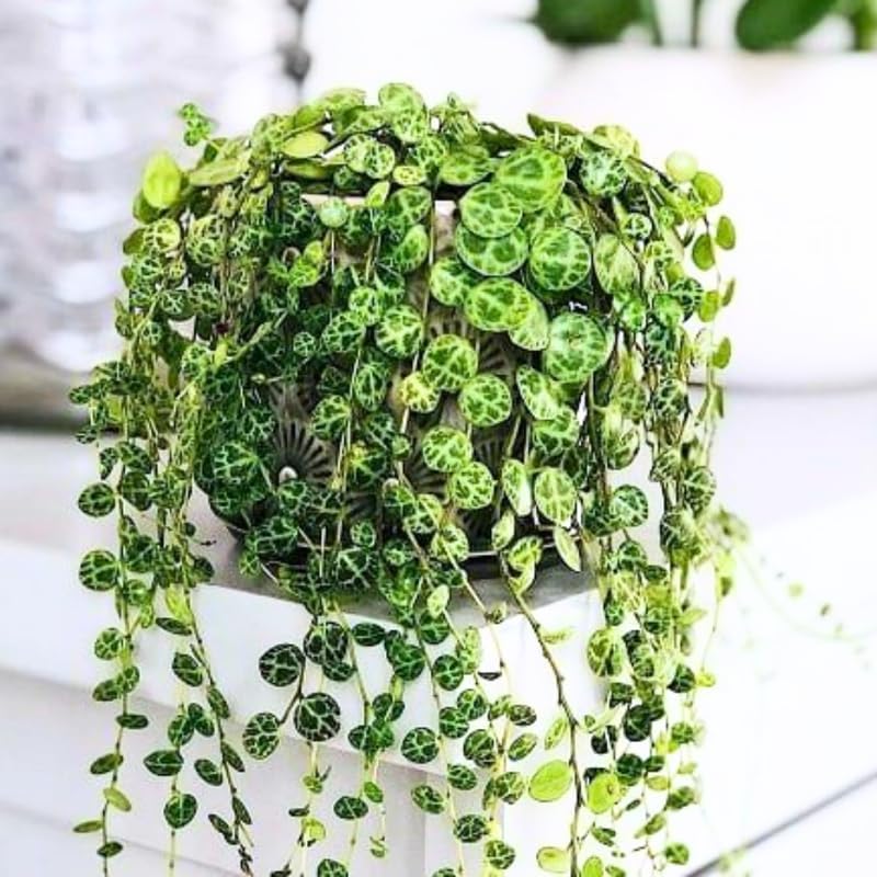 String of Turtles Plant Live, Trailing Succulent Vine, Rare Live Indoor Plant in Pot