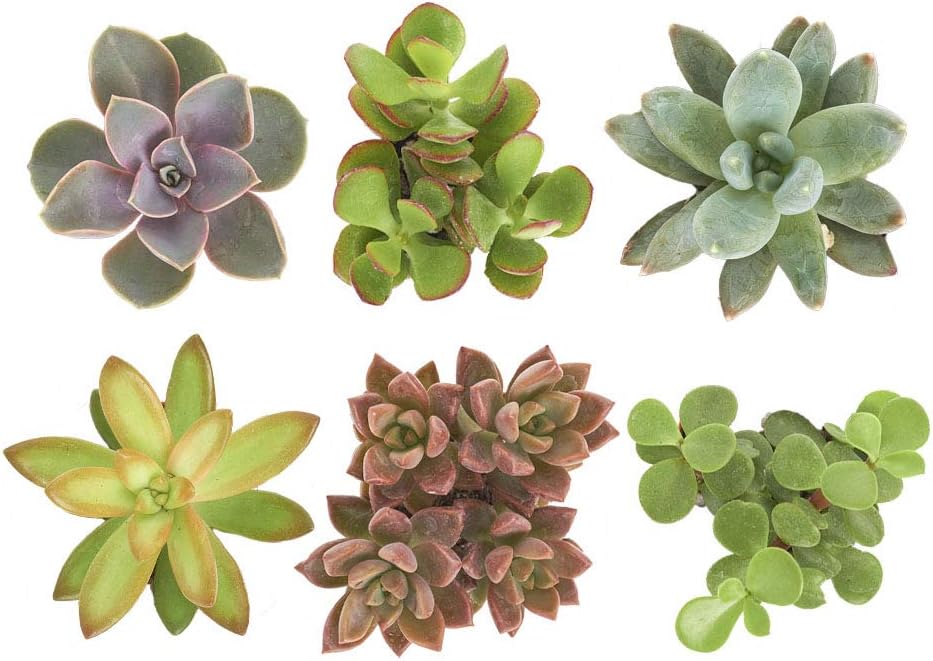 Shop Succulents Unique Succulent Plant Pack Collection - Live Mini Succulent Plants, Low