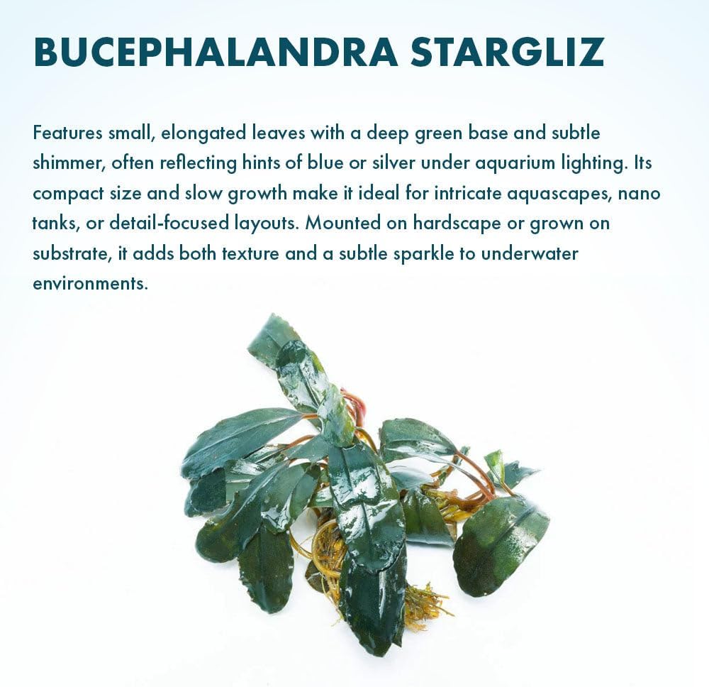 SubstrateSource Live Plants - Starglitz Buce (Bucephalandra sp.) - Low to Medium Light, Dark Green