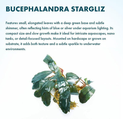 SubstrateSource Live Plants - Starglitz Buce (Bucephalandra sp.) - Low to Medium Light, Dark Green