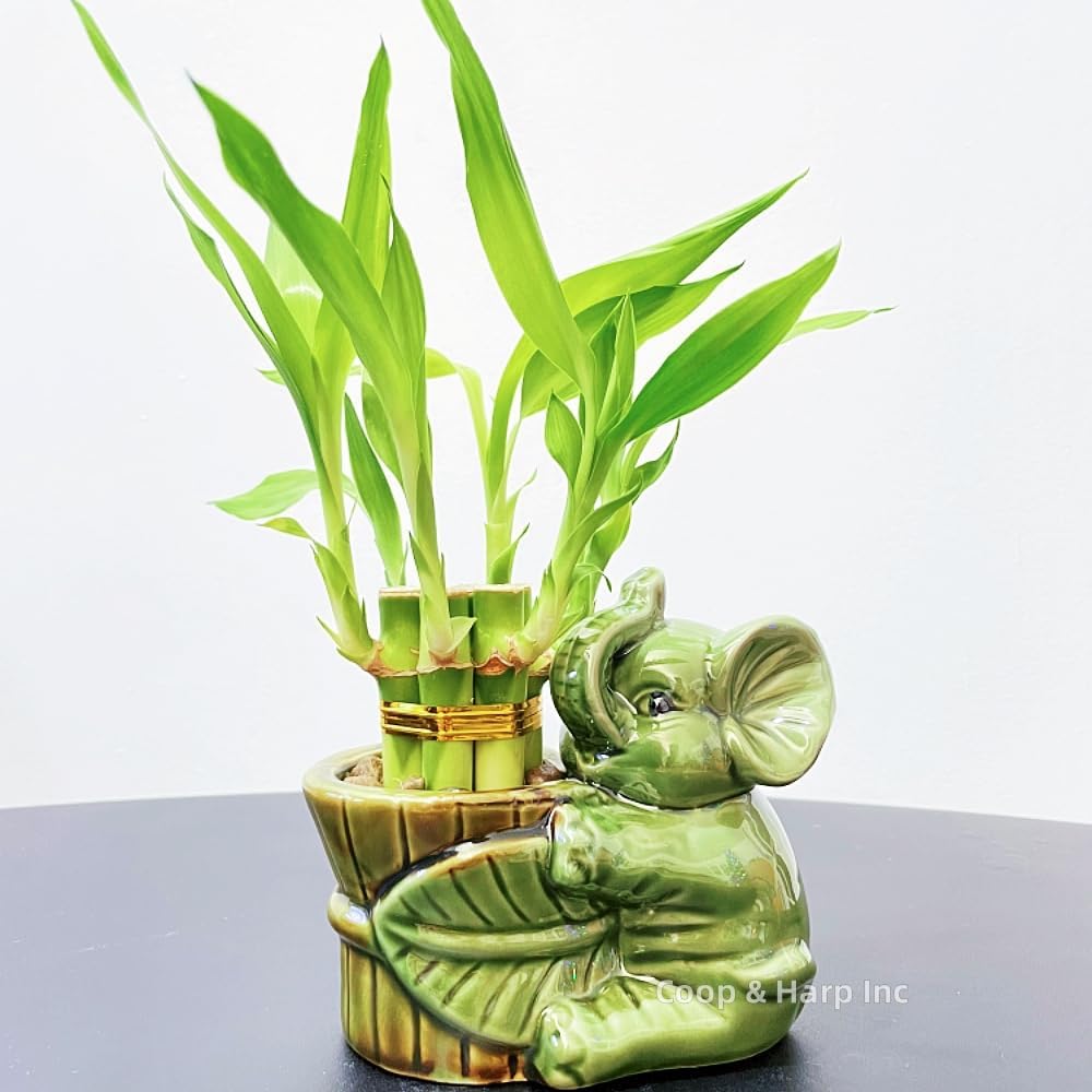 6-Stalk of 4" Small Lucky Bamboo Live Indoor Plant with Ceramic Vase, Live Indoor Lucky Bamboo for