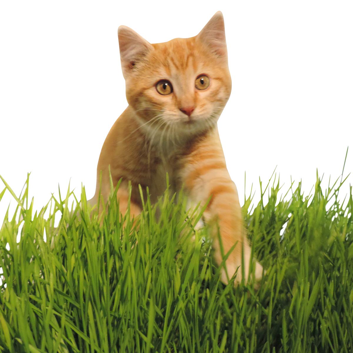 Non-GMO, Thunder Acres Premium Wheat Seed, Cat Grass Seed, Wheatgrass, Hard Red Winter Wheat (2