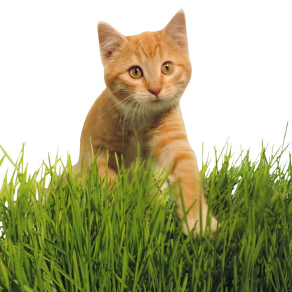 Non-GMO, Thunder Acres Premium Wheat Seed, Cat Grass Seed, Wheatgrass, Hard Red Winter Wheat (1
