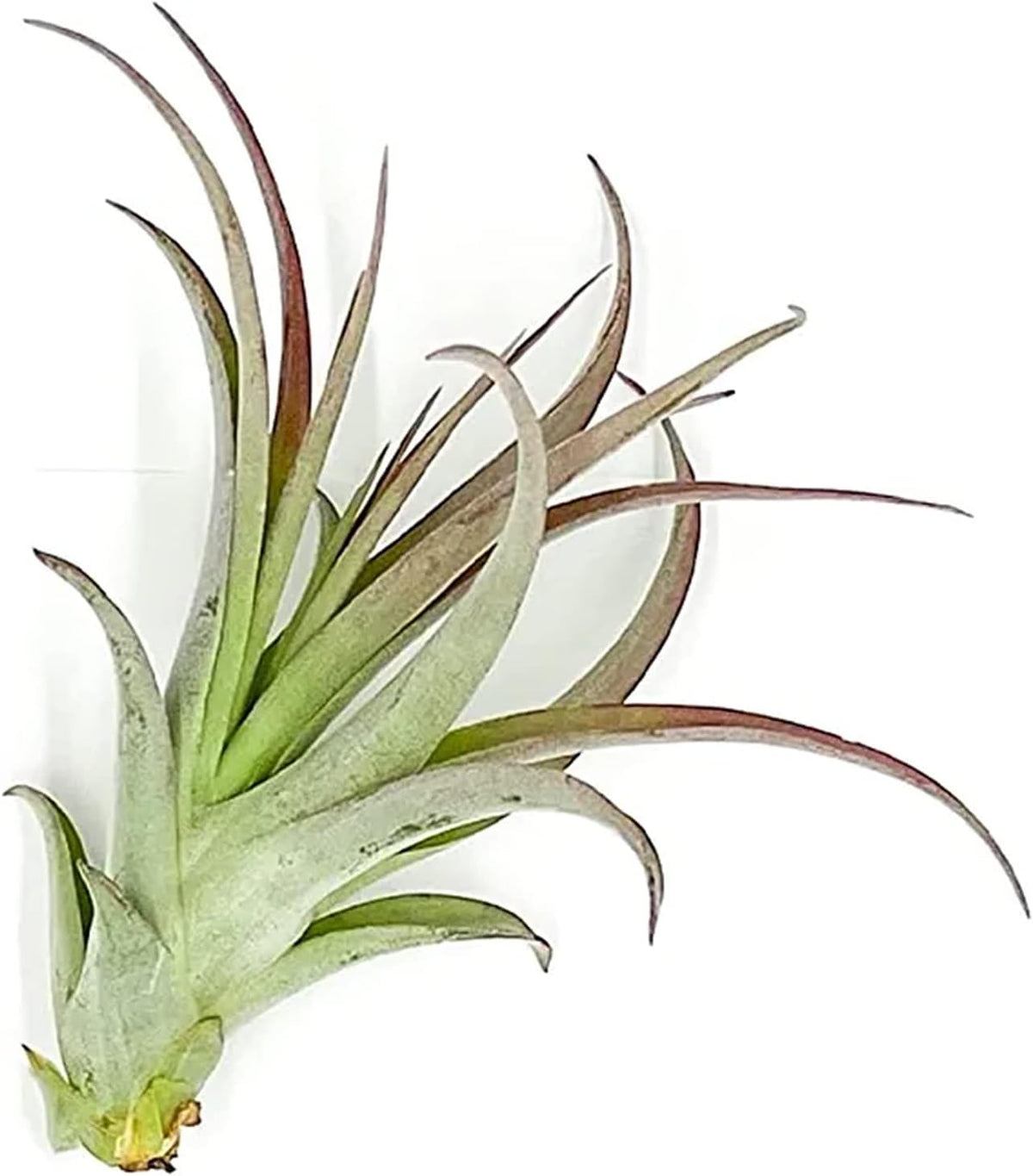 ragnaroc Air Plants - Tillandsia Brachycaulos Multiflora, Jumbo 5-7" - 1 ct - Live Arrival