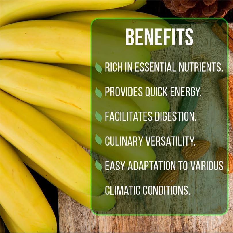 Banana Trees Grand Nain (4 Pack) | Easy to Grow Banana Plants | Edible Fruit Live Plant for